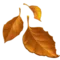 Fallen Leaf emoji on iPhone (iOS 14.6)
