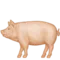 Χοίρος emoji στο iPhone (iOS 10.0)