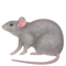 Αρουραίος emoji στο iPhone (iOS 6.0)