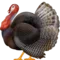 Turkey emoji on Apple iOS 10.0