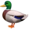 Kachna emoji na Apple iOS 17.4