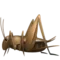 Cricket emoji on iPhone (iOS 13.1)