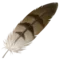 Feather emoji on iPhone (iOS 14.6)
