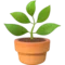Tanaman dalam Pot emoji di iPhone (iOS 14.5)